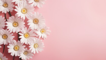 Bunch of daisies on pink background