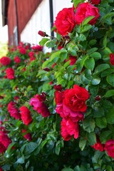 Red climbing roses near the house