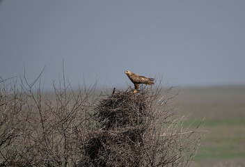 steppe eagle flies above the ground and looks for prey in the steppe on a sunny day