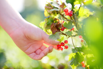 A child picking up red currant in the garden on a sunny summer day. Kids hand is stretching and grabbing ripe berries.