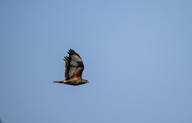Buzzard eagle flies above the ground and looks out for prey in the steppe on a sunny day