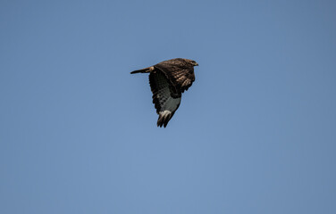 Buzzard eagle flies above the ground and looks out for prey in the steppe on a sunny day
