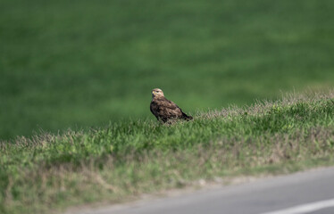 Buzzard eagle flies above the ground and looks out for prey in the steppe on a sunny day