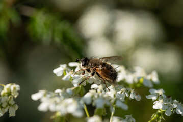 Tachina ursina animalia 