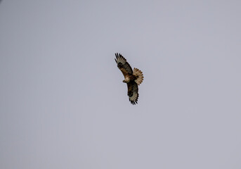 steppe eagle flies above the ground and looks for prey in the steppe on a sunny day