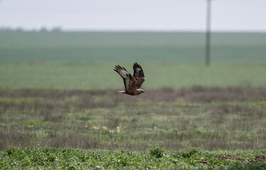 steppe eagle flies above the ground and looks for prey in the steppe on a sunny day