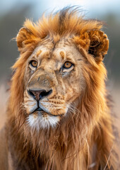 Fototapeta premium Portrait of majestic Lion. African safari. Savannah. King. Powerful. Wildlife, habitat, nature reserve.
