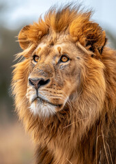 Portrait of majestic Lion. African safari. Savannah. King. Powerful. Wildlife, habitat, nature reserve.