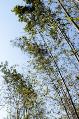 View of the bamboo trees in the rural area
