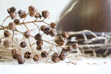Natural dried seed pods and grasses on white background