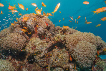 Octopus king of camouflage in the Red Sea, Eilat Israel 
