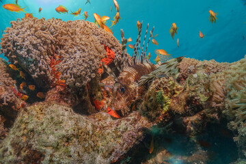 Octopus king of camouflage in the Red Sea, Eilat Israel 
