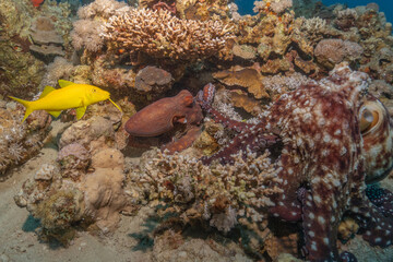 Octopus king of camouflage in the Red Sea, Eilat Israel 
