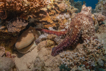 Octopus king of camouflage in the Red Sea, Eilat Israel 
