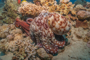 Octopus king of camouflage in the Red Sea, Eilat Israel 
