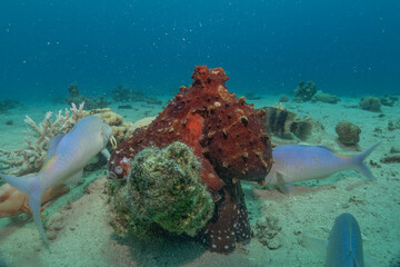 Octopus king of camouflage in the Red Sea, Eilat Israel 
