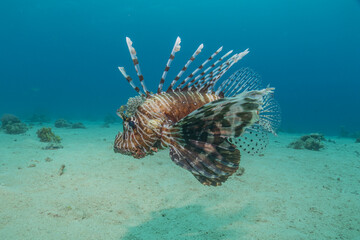 Lionfish in the Red Sea colorful fish, Eilat Israel

