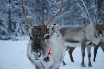 Reindeer in snow