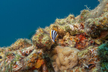 Sea Slug in the Red Sea Colorful and beautiful, Eilat Israel
