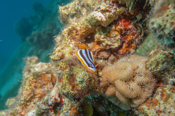 Sea Slug in the Red Sea Colorful and beautiful, Eilat Israel
