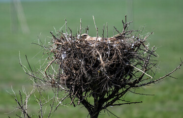The steppe eagle is busy with the nest and is preparing to hatch chicks in the steppe on a sunny day