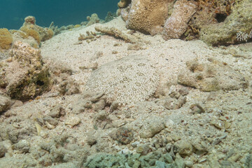 Fish swimming in the Red Sea, colorful fish, Eilat Israel
