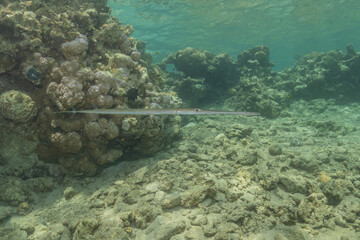 Fototapeta premium Squid in the Red Sea Colorful and beautiful, Eilat Israel 