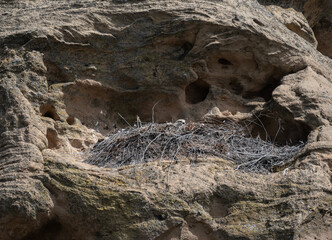 The steppe eagle is busy with the nest and is preparing to hatch chicks in the steppe on a sunny day