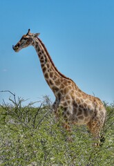 Giraffe in the savannah