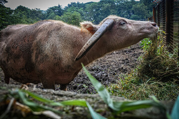 Water buffalo is chewing grass