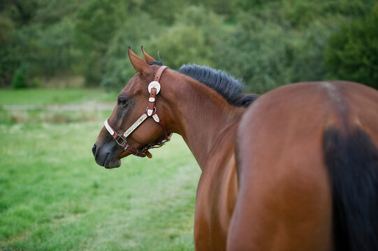 Quaterhorse Stute im Gr&uuml;nen