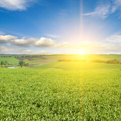 A green pea field and sunrise. - obrazy, fototapety, plakaty