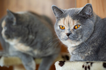 Britisch Kurzhaar Katze in der Fellfarbe blau-creme