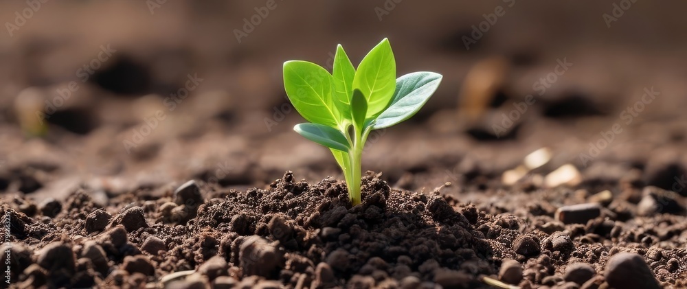 Wall mural one young green sprout in the ground, closeup, banner