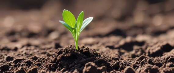 one young green sprout in the ground, closeup, banner, seedling