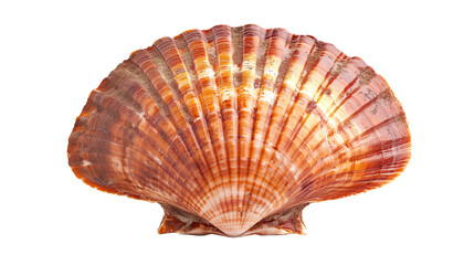 Red scallop isolated on white background