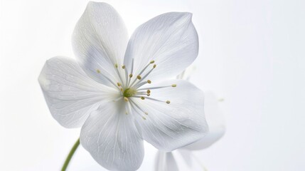 A white flower with a green stem