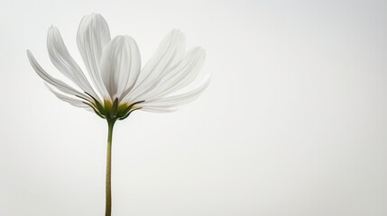 A white flower with a green stem is the main focus of the image - Powered by Adobe