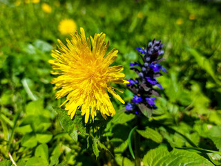 Dandelion flower on the background of green vegetation