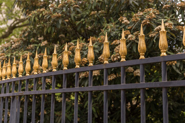 corn on the fence