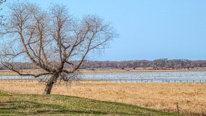 Brightwater Marsh and Waterfowl birds in the Spring