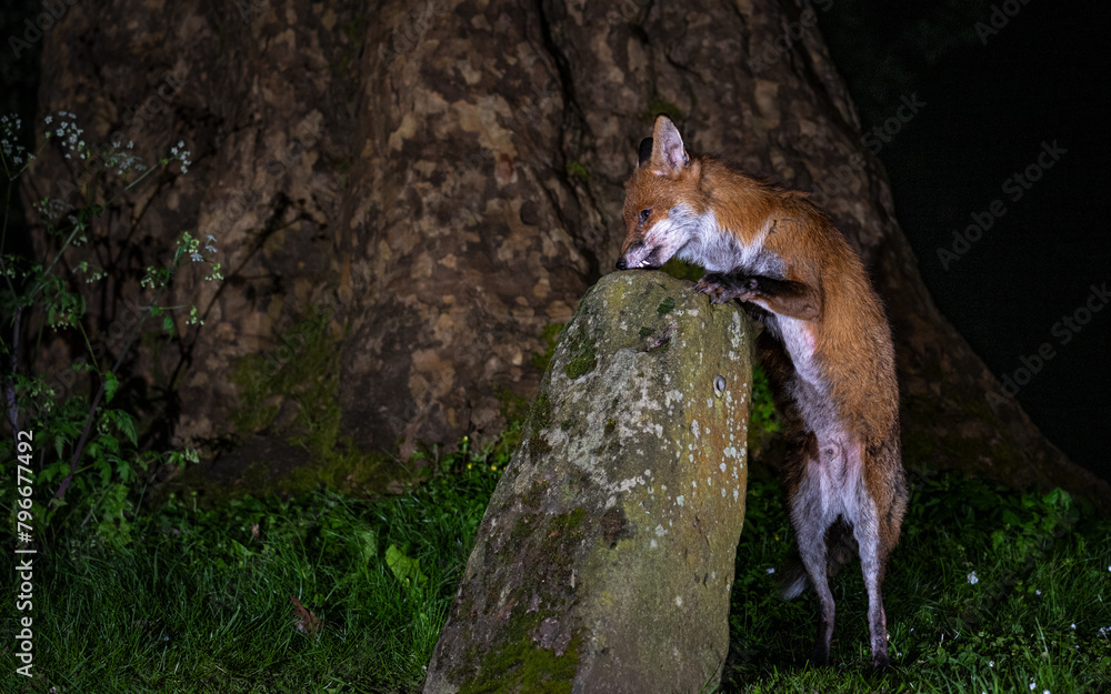 Canvas Prints urban fox of the prowl