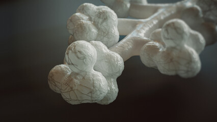 3D Rendering of Human Alveoli