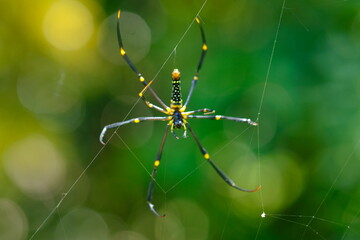 Nephila pilipes is a species of golden orb-web spider. It is located in all countries in East and Southeast Asia as well as Oceania. spider web in tropical forest.