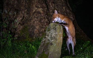 Urban fox of the prowl