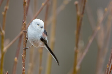 Long-tailed Tit in the forest on early spring