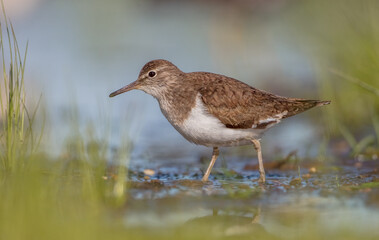 Common Sandpiper - feeding at a shore of lagoon on spring migration way