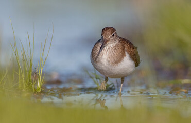 Common Sandpiper - feeding at a shore of lagoon on spring migration way