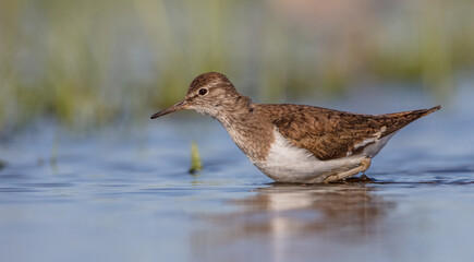Common Sandpiper - feeding at a shore of lagoon on spring migration way