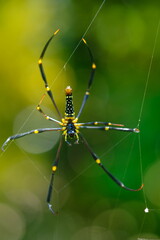 Nephila pilipes is a species of golden orb-web spider. It is located in all countries in East and Southeast Asia as well as Oceania. spider web in tropical forest.
